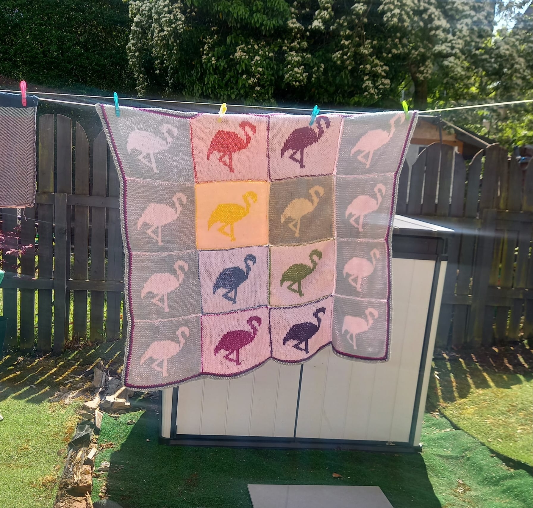 Sunday Snapshot: Flamingos in the Sun