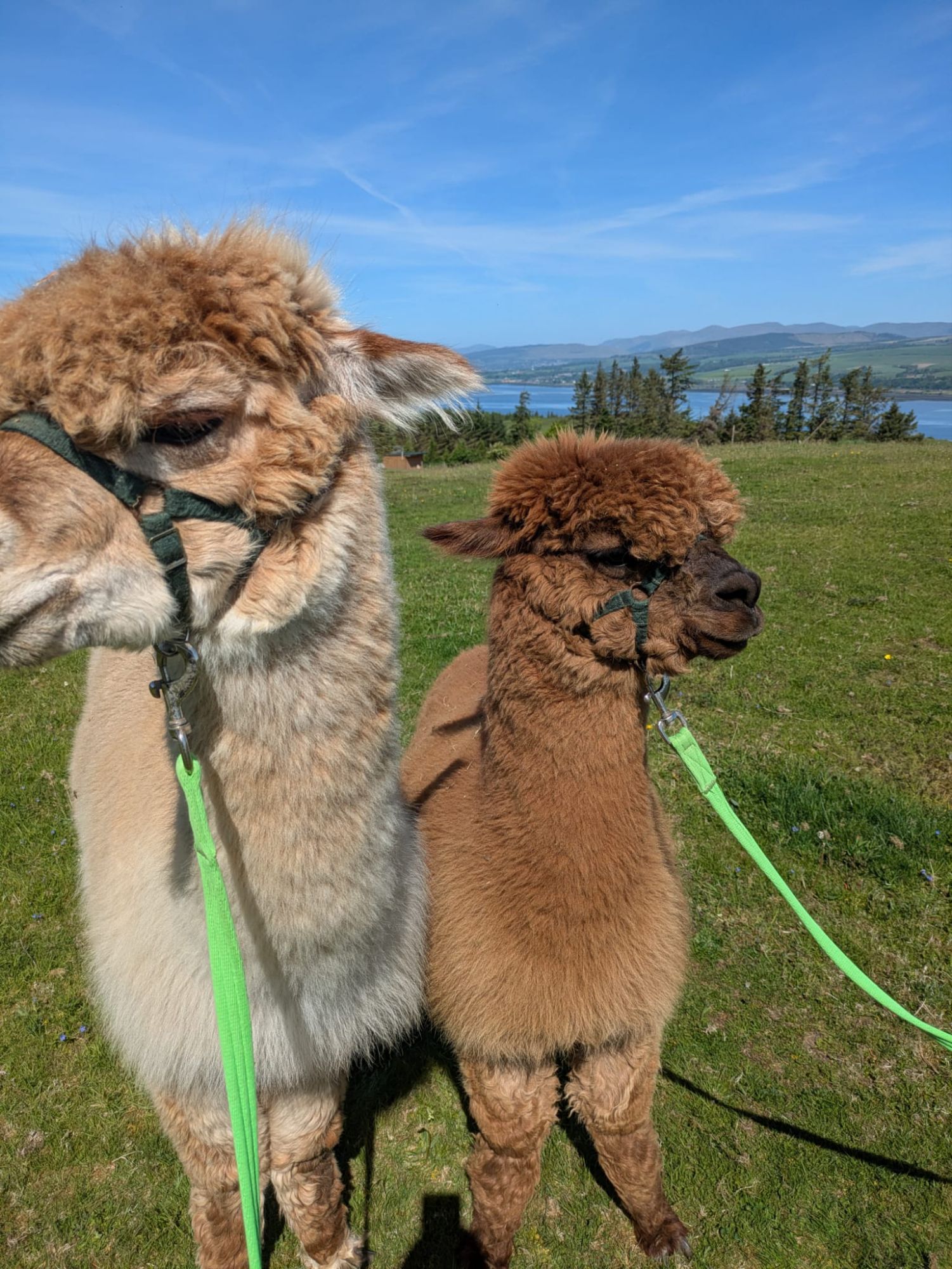 Alpaca Yarn from Larch Green Farms