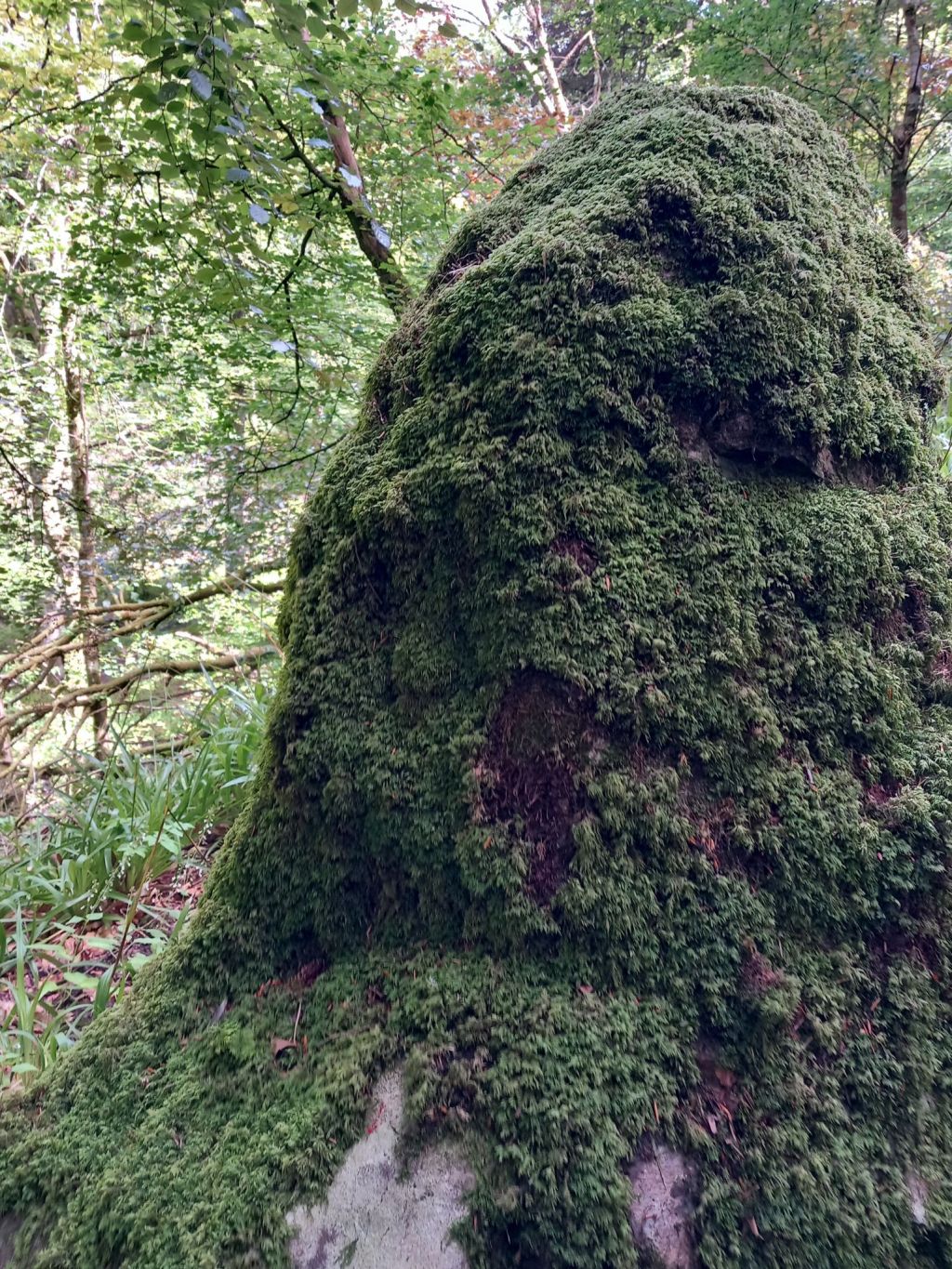 Saturday Snapshot(s): Kelburn&nbsp;Estate